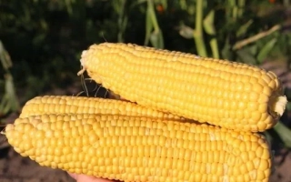 Желтая сахарная кукуруза MORELAND в руке на фоне зелени - МОРЕЛАНД