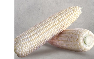 Две початка сахарной кукурузы на сером фоне - МУСС