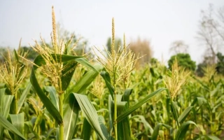 Поле сахарной кукурузы МС 12 на фоне неба