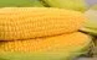 Свежая сахарная кукуруза на стебле - НБМ 2020