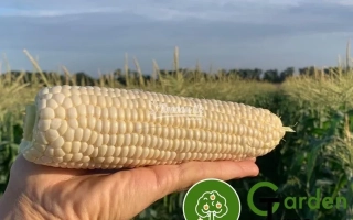 Кукуруза сахарная на фоне поля - Николь