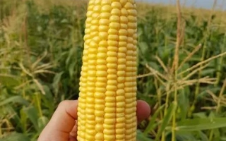 Желтая кукуруза в руке на фоне поля сахарной кукурузы - Оватона