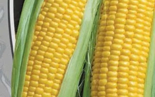 Свежая сахарная кукуруза на белом фоне - ПОРУМБЕНЬ 200 МВ