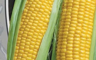 Два початка сахарной кукурузы с зелёными листьями - ПОРУМБЕНЬ 340 МВ