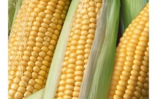 Пакет семян сахарной кукурузы Птичье молоко