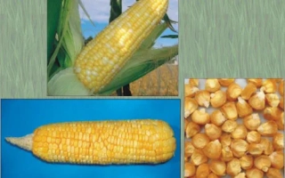 Желтая сахарная кукуруза на фоне поля и зерна - Ракурс
