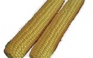 Два початка сахарной кукурузы Ранняя Насолода F1 на белом фоне