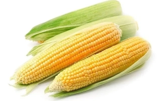 Три початка сахарной кукурузы РМ 422 на белом фоне