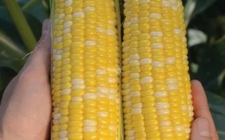 Две початки сахарной кукурузы ROSIE на фоне зелени - Рози