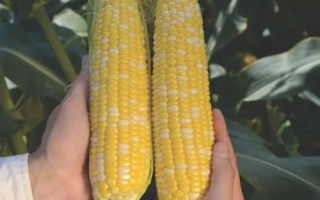 Две початки сахарной кукурузы Рози на фоне листьев