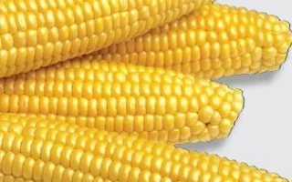 Желтые початки сахарной кукурузы Мегатон F1