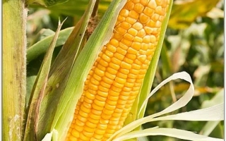 Пакет семян сахарной кукурузы Сахарный Початок