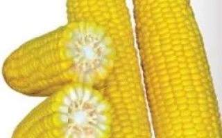 Желтая сахарная кукуруза F1 Шамо