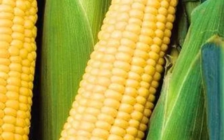 Желтая сахарная кукуруза на фоне зеленых листьев - ШЕБА Р