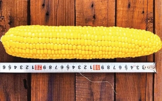 Желтая початок сахарной кукурузы на деревянном фоне с линейкой - Сентинель