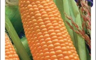 Пакет семян кукурузы Серенада с изображением початков