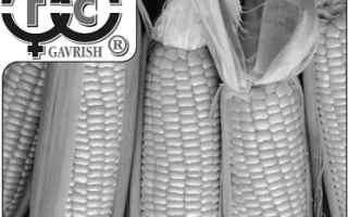 Колоски сахарной кукурузы сорта Симпатия