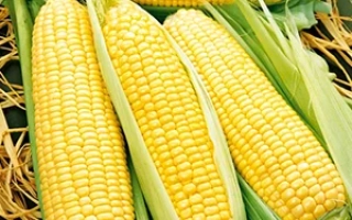 Желтая сахарная кукуруза на соломе - СЛАСТЁНА