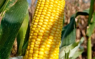 Желтая сахарная кукуруза на стебле в поле - СН 206 С