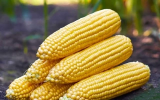 Свежая сахарная кукуруза на земле - СТРОНГСТАР