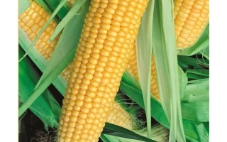 Пакет семян сахарной кукурузы СУПЕР САНДАНС F1