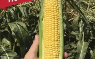 Свежий початок сахарной кукурузы на фоне поля с надписью 'НОВИНКА!' - СВ1446СД