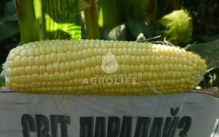 Желтая кукуруза на упаковке с надписью СВІТ ПАРАДАЙЗ - Свит Парадайз F1