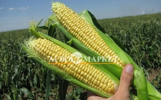 Свит Сириус