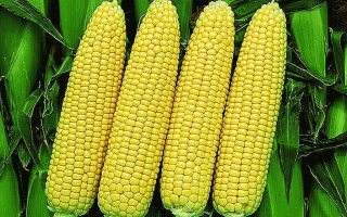 Четыре желтых початка сахарной кукурузы на фоне зеленых листьев - Турбо