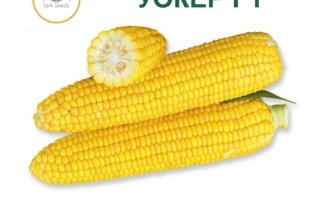 Желтая кукуруза YOKEP F1 - Уокер F1