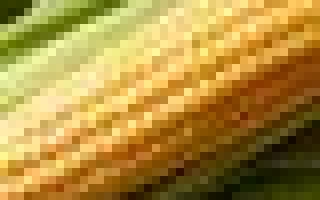 Свежая сахарная кукуруза Юрмала