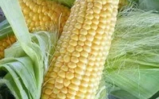 Желтая сахарная кукуруза Услада в шелухе