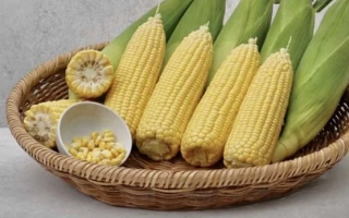 Корзины с сахарной кукурузой VEGA F1 и зерном - Веге 1