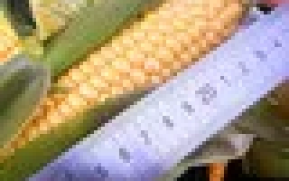 Свежая сахарная кукуруза сорта Византия на фоне