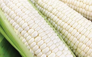 Свежая белая кукуруза на зеленой подложке - Белый Кролик