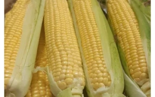 Свежая сахарная кукуруза ЖИ1016ОХ в початках