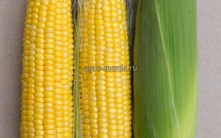 Два початка сахарной кукурузы ЖИ1455СИ и один початок в зеленой обертке