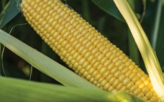 Желтая кукуруза на стебле - ЖИ3278ОИ