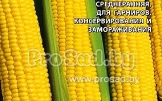 Пакет семян кукурузы ЗОЛОТОЙ ЛЕД с изображением трёх початков