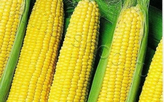 Золотой Початок