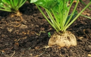 Сахарная свекла 1007-1 на гряде