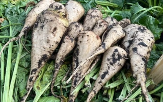 Свекольные корнеплоды Алегра на зеленой подложке