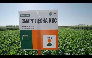 Знак с надписью СМАРТ ЛЕСНА КВС на фоне сахарной свеклы - АНГАРА СМАРТ