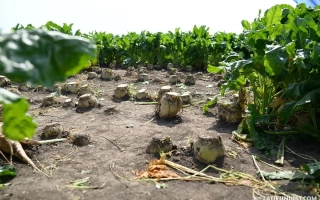 Поле с сахарной свеклой на стадии уборки - Аркадия