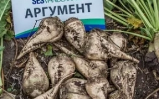 Семена сахарной свеклы Аргумент на земле