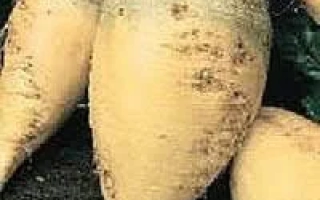 Свекольные корнеплоды сорта Арий 1 на земле