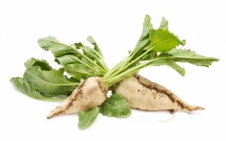 Sugar beet roots with green tops on white background - YASHEK