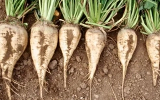 Свекольные корнеплоды сорта Аспен на земле