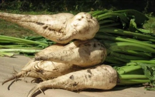 Свекла сахарная сорта Авторитетний