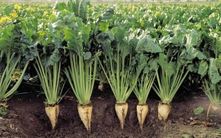 Корнеплоды сахарной свеклы на поле - Барський